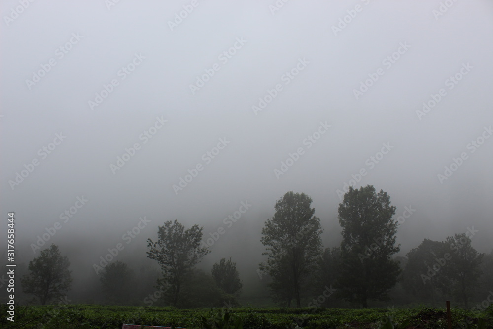 dew in the morning in the mountains of West Java