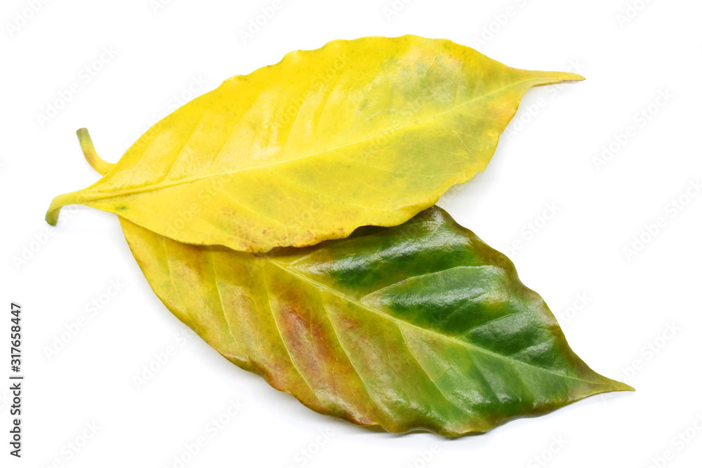 Coffee leaves yellow on white background. Coffee leaves yellow on white background.