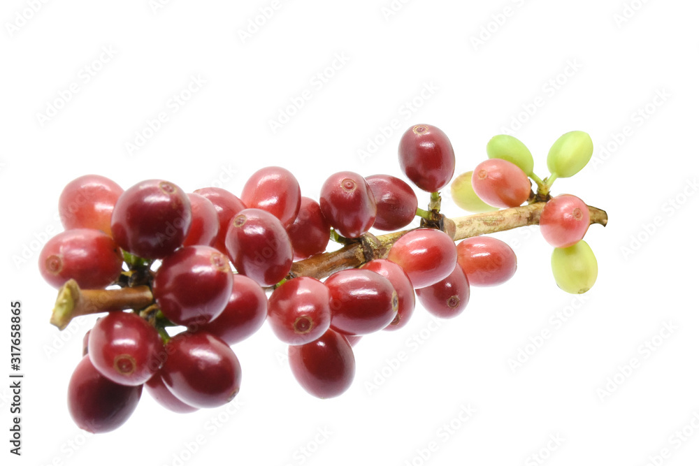 Coffee berries red green on branch on white background.