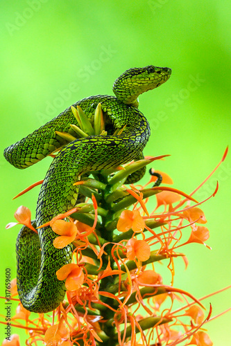 Bothriechis lateralis is a venomous pit viper species found in the mountains of Costa Rica and western Panama photo