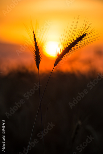silhouettes of wheat against the background of the Golden sun falling over the horizon