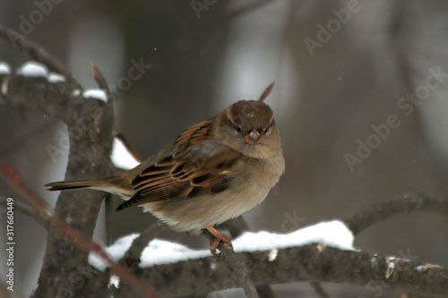 sparrow on branch © Nikolaj
