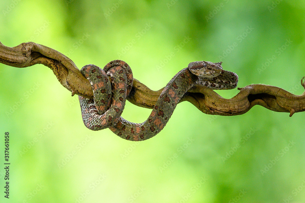 Obraz premium Bothriechis lateralis is a venomous pit viper species found in the mountains of Costa Rica and western Panama