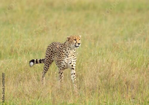 Chetah Walking in a green grass at Masai Mara, Kenya, Africa © amit