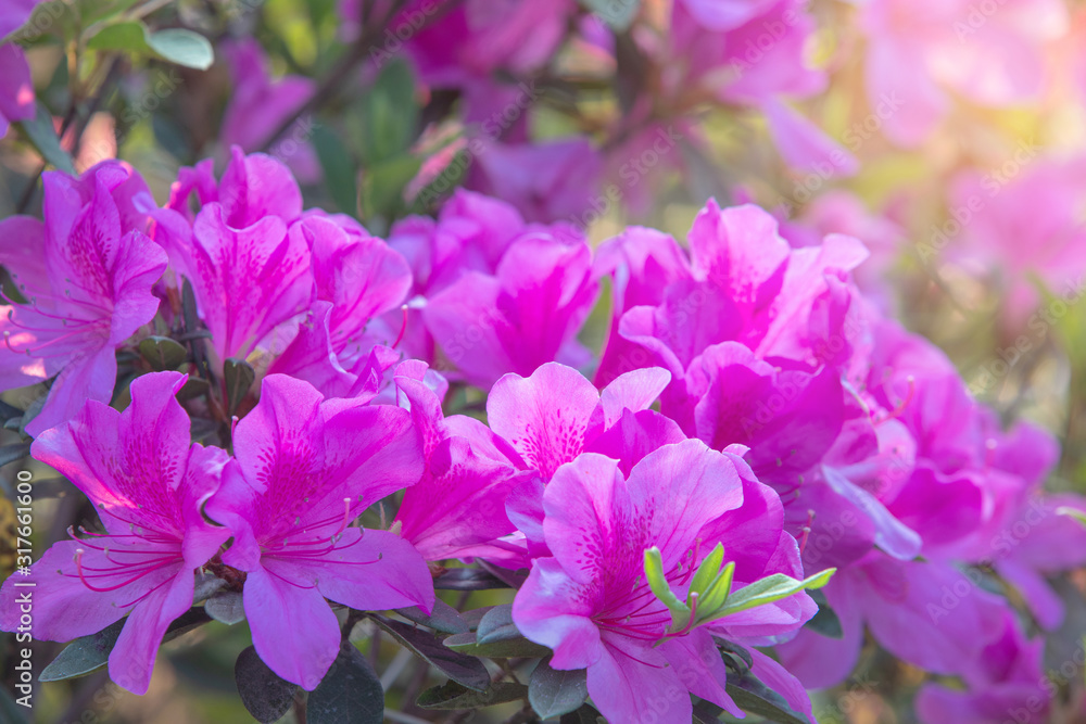 Rhododendron, beautiful flower in the forest. Rhododendron, beautiful flower in the forest.