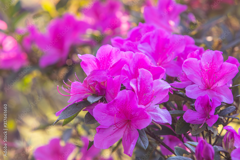 Rhododendron, beautiful flower in the forest. Rhododendron, beautiful flower in the forest.