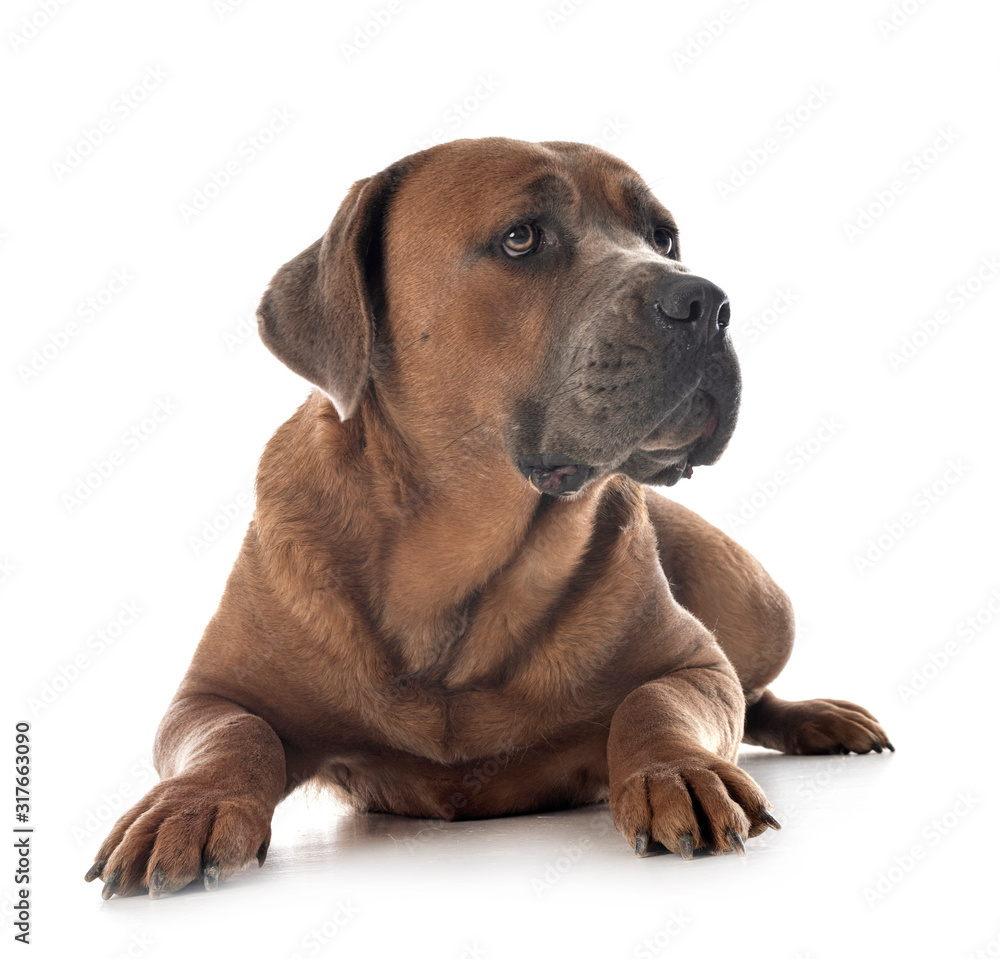 Obraz premium cane corso in studio