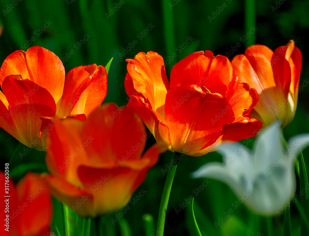 Tulip festival in St. Petersburg on Elagin island. Tulip festival in St. Petersburg on Elagin island.
