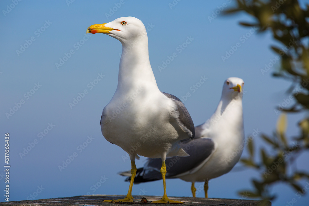 Guarding Seagull Looking for Replacement (which Is Approaching from behind) Guarding Seagull Looking for Replacement (which Is Approaching from behind)