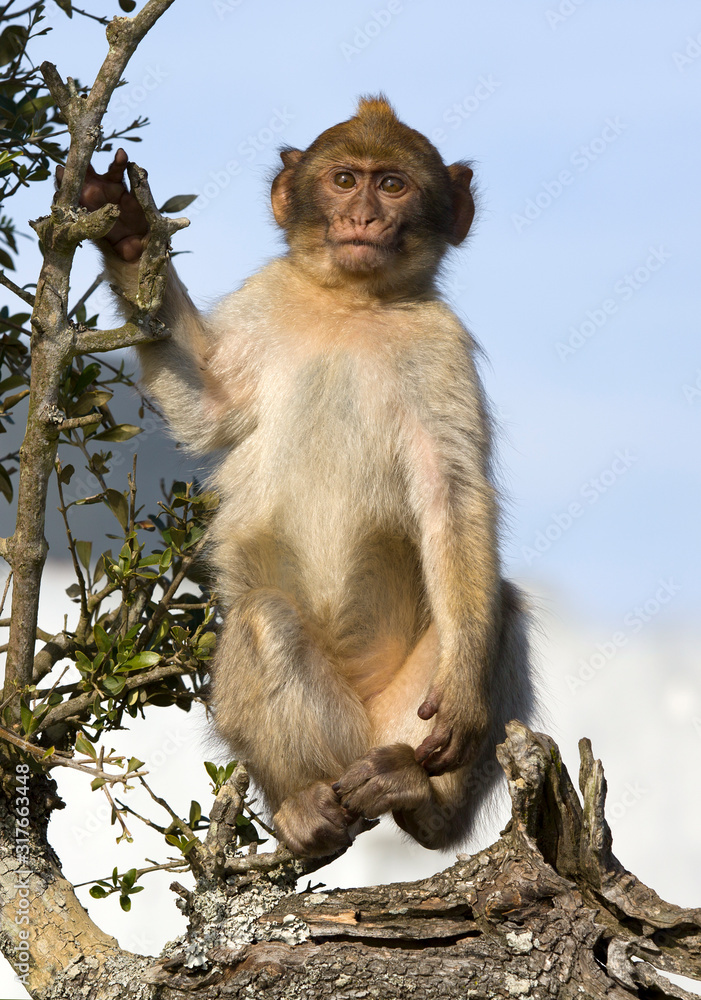Fototapeta premium Monkey Posing, Gibraltar
