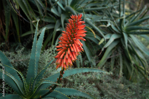 Close-up Cape Aloe plant (Aloe Ferox) at winter time photo