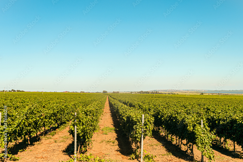 Rows of green vineyards. Grape vines field in summer. Krasnodar reggion, Russia. Rows of green vineyards. Grape vines field in summer. Krasnodar reggion, Russia.