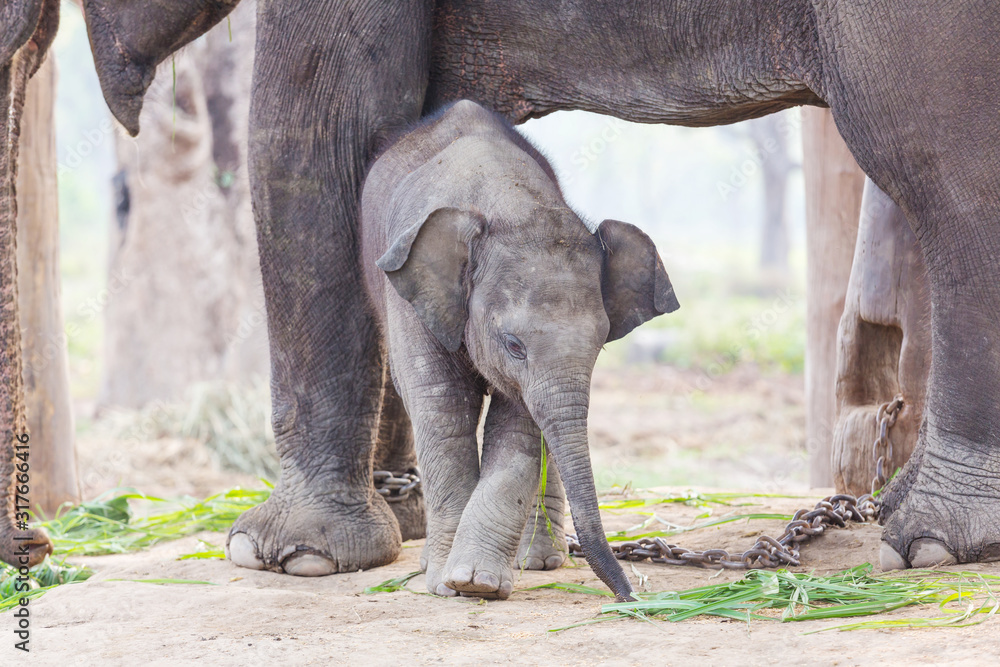 Obraz premium Mały słoń