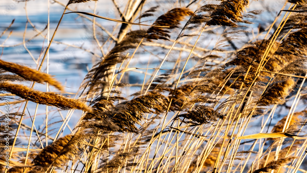 Fototapeta premium reeds on the lake