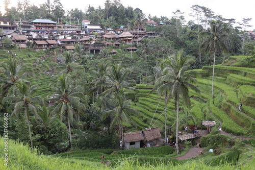 palm trees and houses in a rice field in bali