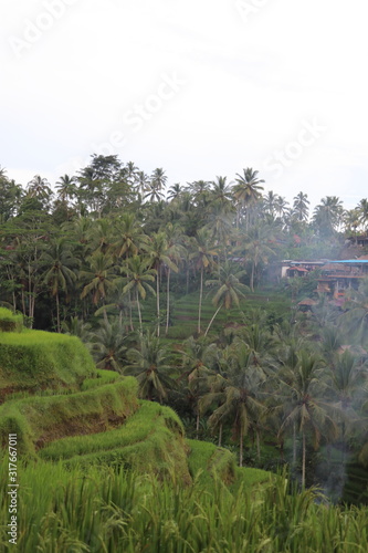 palm trees in rice fields
