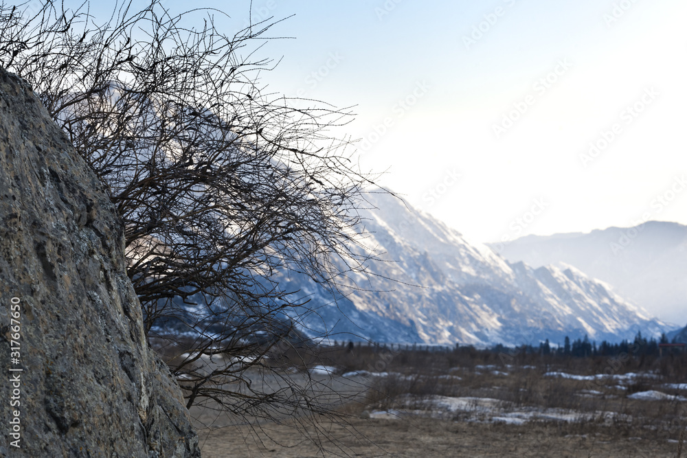  Landscape with a dried bush on a background of mountains