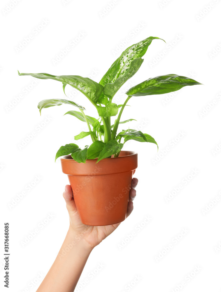 Fototapeta premium Female hand with plant in pot on white background