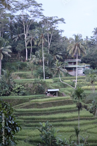 rice field houses
