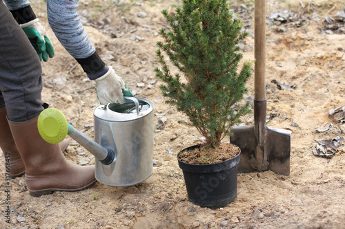 gardener with a watering can full of water and a seedling of fir in a pot in the garden. choose a place to plant a tree