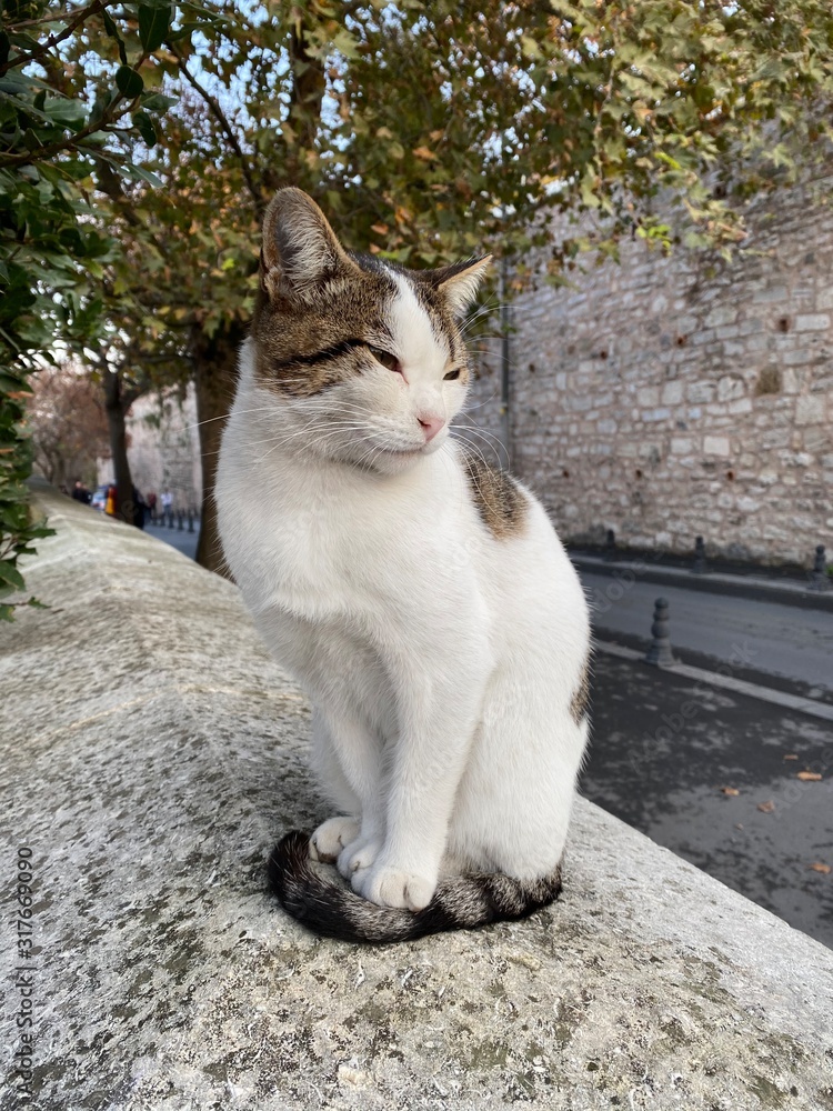 Fototapeta premium cat on the roof