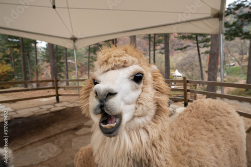 Cute expression of white alpaca. Close up face of llama showing its teeth at the farm.