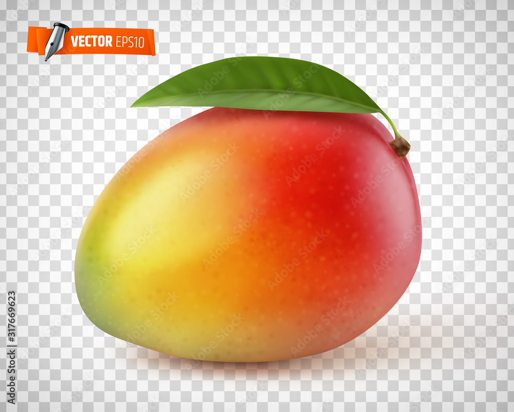Mangue vectorielle sur fond transparent