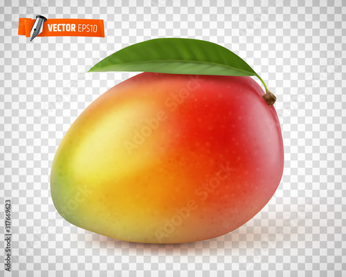 Mangue vectorielle sur fond transparent