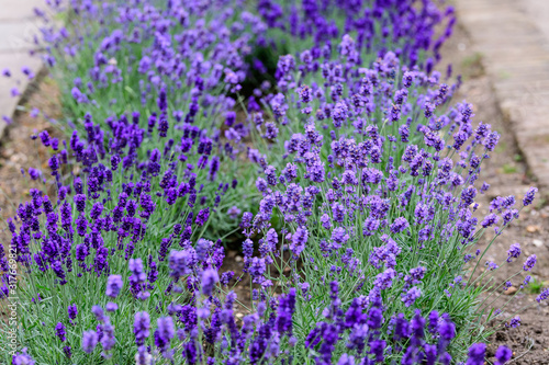 Many small blue lavender flowers in a sunny summer day in Scotland  United Kingdom  with selective focus  beautiful outdoor floral background photographed with selective focus