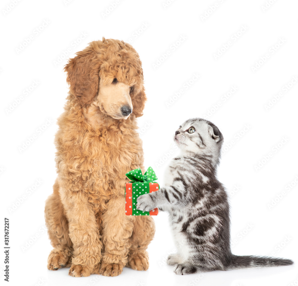 Kitten gives a dog gift box. isolated on white background