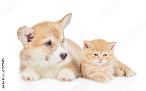 Fototapeta Naklejka Na Ścianę i Meble -  Pembroke welsh corgi puppy and tiny kitten lying together. isolated on white background