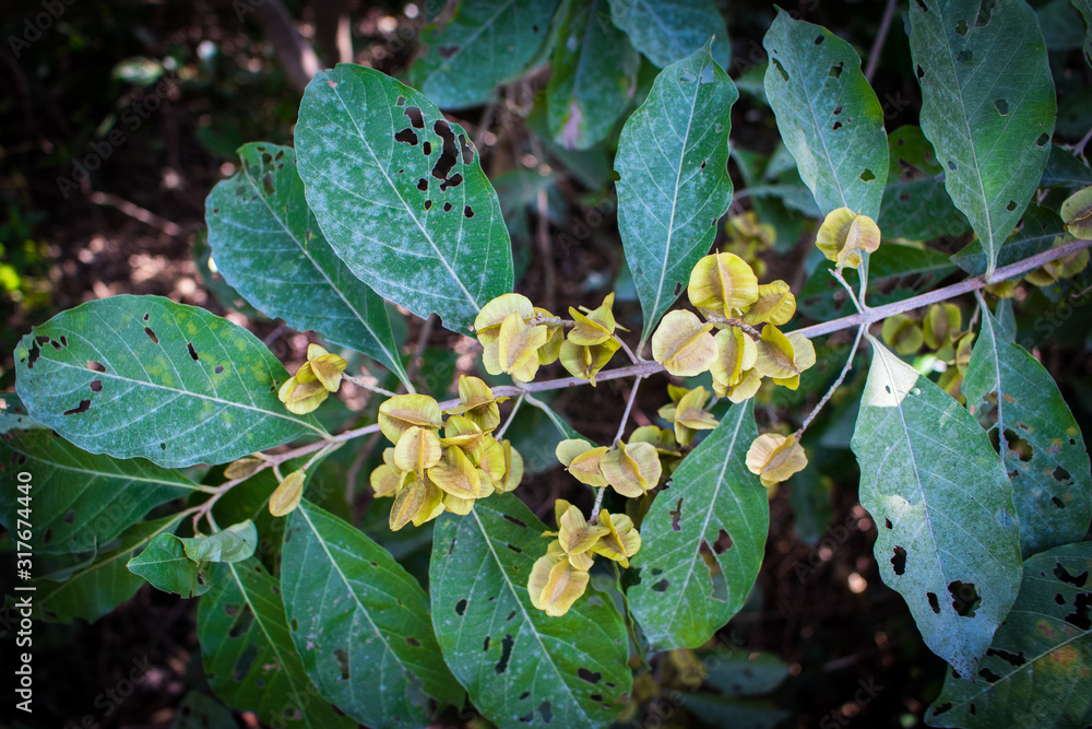 Bushwillows or Combretums (Combretum Quadrangulare Kurz) seeds on branches on tree in the forest Bushwillows or Combretums (Combretum Quadrangulare Kurz) seeds on branches on tree in the forest