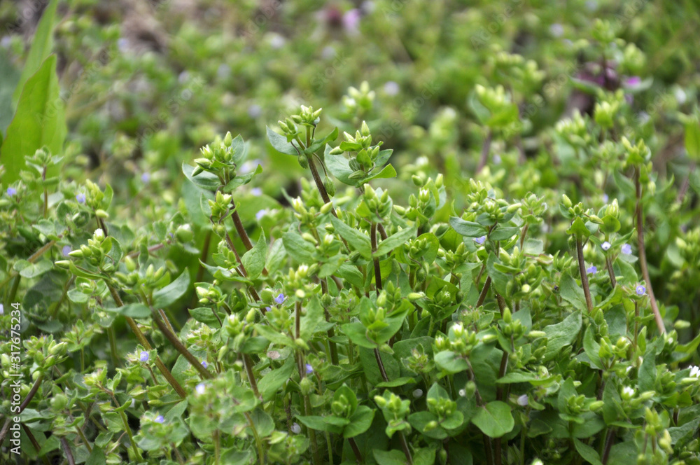 In the field in the soil grows Stellaria media In the field in the soil grows Stellaria media