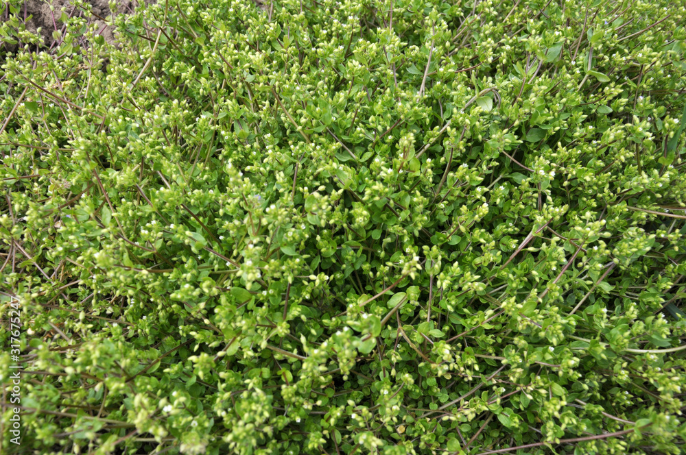 In the field in the soil grows Stellaria media