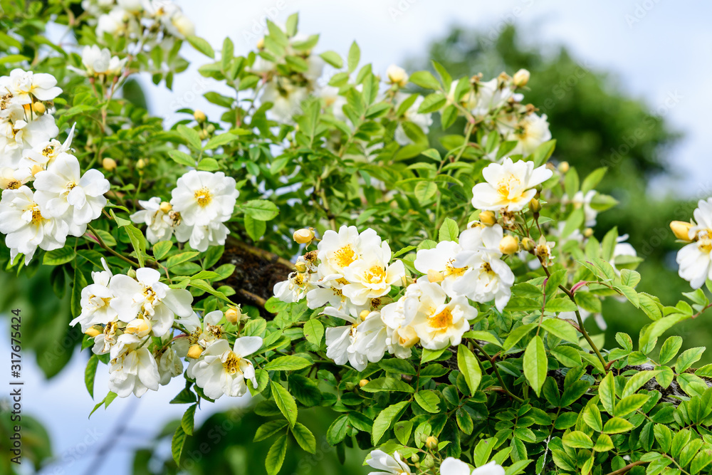 Bush with many large and delicate white roses in full bloom in a summer garden, in direct sunlight, with blurred green leaves in the background Bush with many large and delicate white roses in full bloom in a summer garden, in direct sunlight, with blurred green leaves in the background