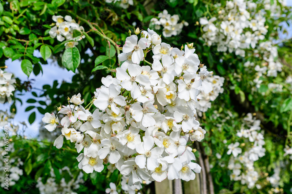Bush with many large and delicate white roses in full bloom in a summer garden, in direct sunlight, with blurred green leaves in the background Bush with many large and delicate white roses in full bloom in a summer garden, in direct sunlight, with blurred green leaves in the background