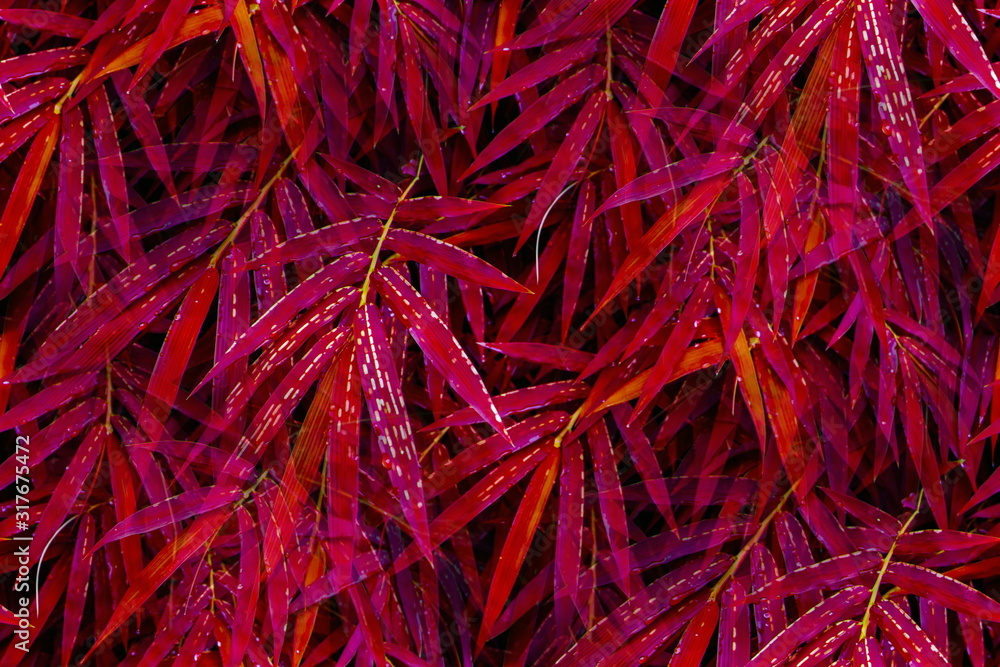 Fototapeta premium Red leaves tone with color adjustment style from the bamboo tree for wallpaper and background