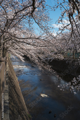 恩田川と桜