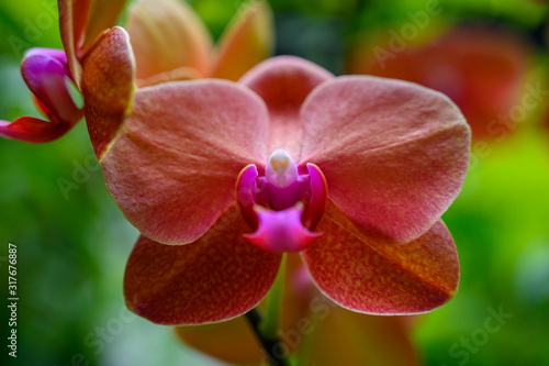 orchid