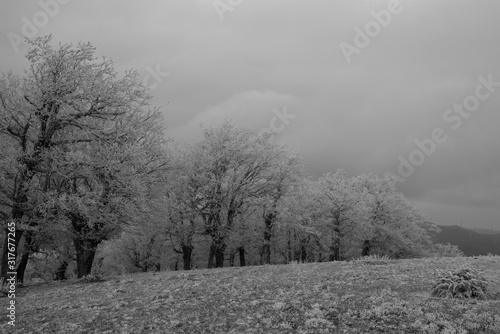  fairytale picture in a frozen forest