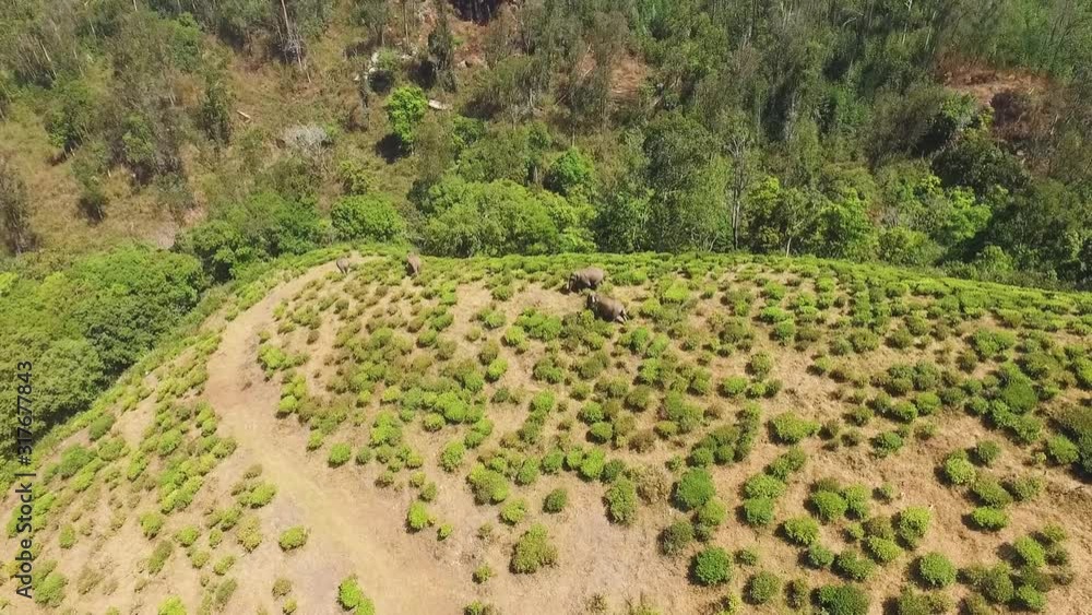 Wild asian elephant group on tea plantation,aerial videography,drone Wild asian elephant group on tea plantation,aerial videography,drone