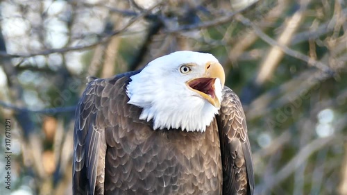 Bald Eagle Haliaeetus leucocephalus screeching loudly photo