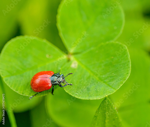 red beetle crawling on three leaf clover