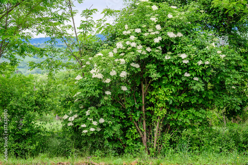 Many delicate white flowers and green blurred leaves of Sambucus tree, known as elder or elderberry in a sunny spring garden in Scotland, beautiful outdoor floral background