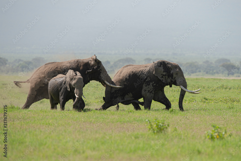 predators,feeding,environment,game drive,herbivores,african,wilderness
