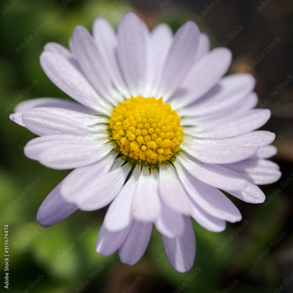 white flower, daisy or Bellis perennis, on a winter sunny day with green background white flower, daisy or Bellis perennis, on a winter sunny day with green background