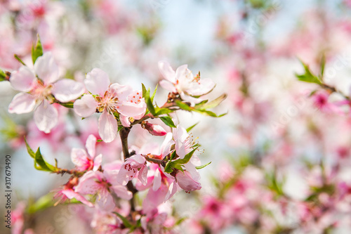 Floral background for text for the holiday March 8 Women s Day. Blooming tree close-up and copy space. Happy Valentine s Day greeting card from a flowering branch. Ecology in the spring in the bloomin