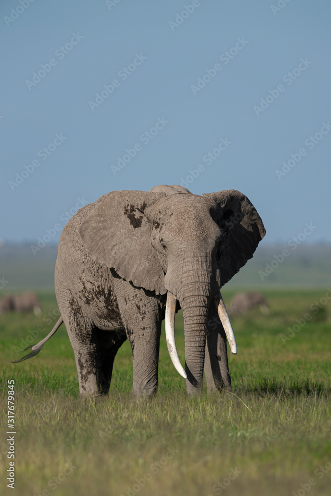 Fototapeta premium Elephant with a big tusk at Amboseli National Park, Kenya, Africa