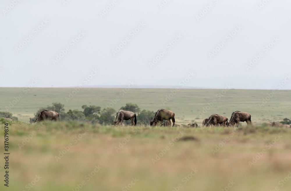 Wildebeests grazing in the grassland of Masa Mara Wildebeests grazing in the grassland of Masa Mara