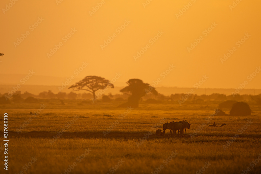 Wildebeest are standing in the very warm evening light at  Amboseli National Park, Kenya, Africa